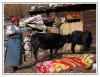 16/nepal gompa 3813.jpg